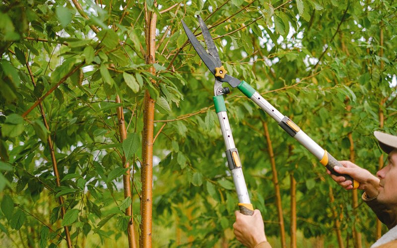 Tree trimming in Guys, TN