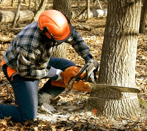 Tree Removal in Guys, TN